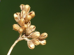 Juncus distegus