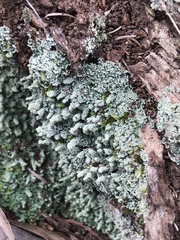 Cladonia rigida