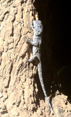 Acanthocercus atricollis