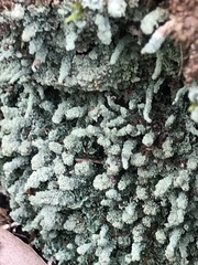Cladonia rigida