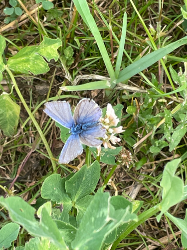 Common Blue