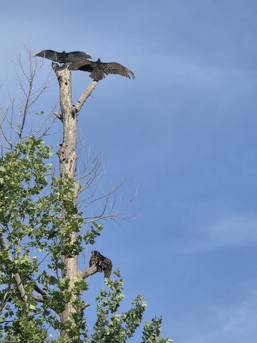 Turkey Vulture photographed in Oklahoma