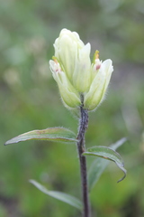 Castilleja pallida caudata