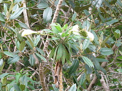 Siphocampylus giganteus