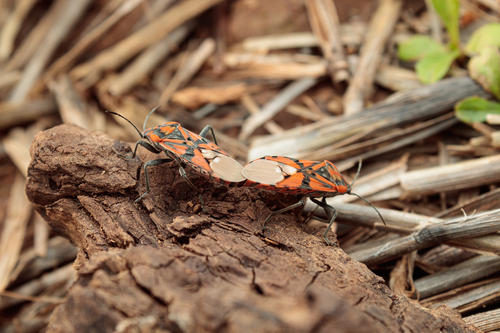 Indian Milkweed Bug
