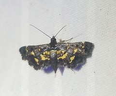 Eurrhyparodes lygdamis