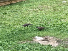 Streptopelia chinensis