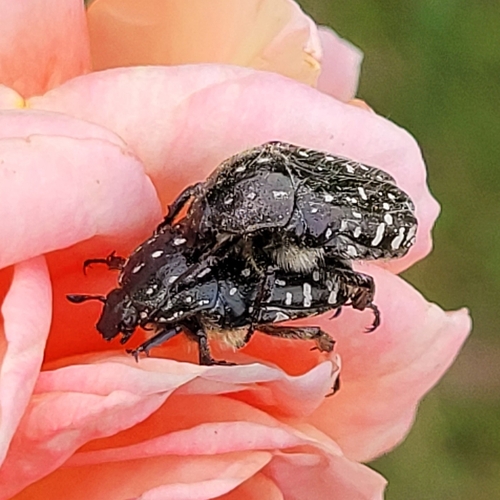 Mediterranean Spotted Chafer