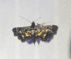 Eurrhyparodes lygdamis