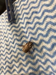 Anoplognathus abnormis