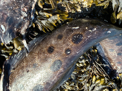 Anarrhichthys ocellatus