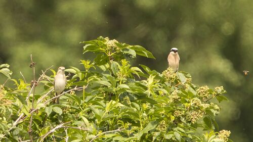Red-backed Shrike