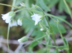 Cerastium beeringianum