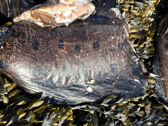 Anarrhichthys ocellatus