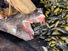 Anarrhichthys ocellatus