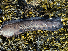 Anarrhichthys ocellatus