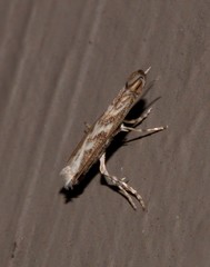 Epicephala trigonophora