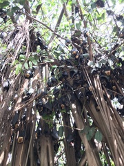 Pteropus conspicillatus