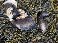 Anarrhichthys ocellatus