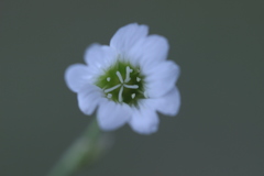 Cerastium beeringianum