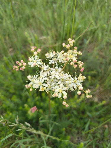 Dropwort