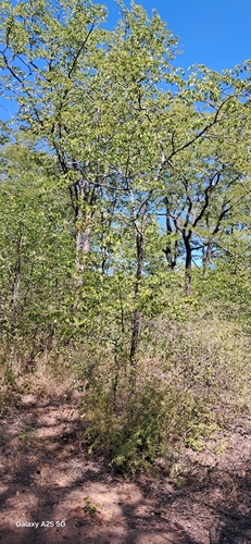 Mopane