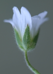 Cerastium beeringianum