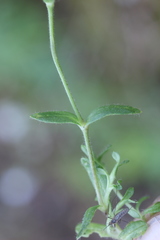 Cerastium beeringianum