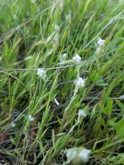 Micropus californicus