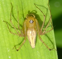 Oxyopes