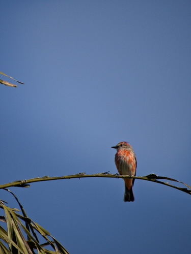 Vermilion Flycatcher