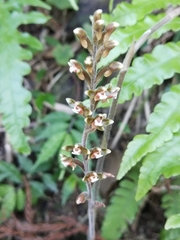 Erythrodes