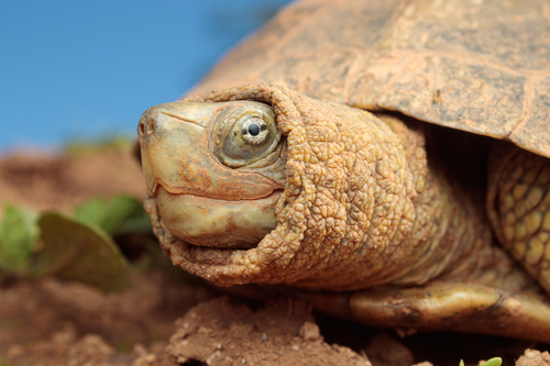 Mediterranean Turtle