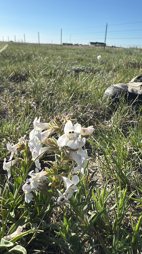 White-flower Beardtongue