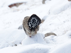 Tibetan Snowcock photo 1