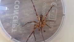 Zoropsis spinimana