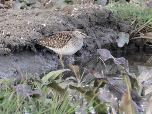 iNaturalist image