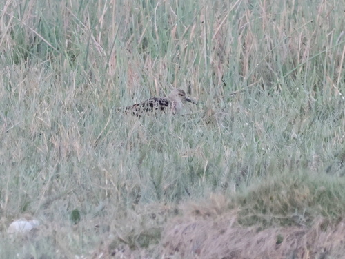 iNaturalist image