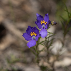 Cheiranthera alternifolia