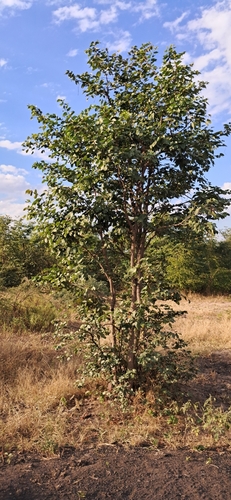 Mopane