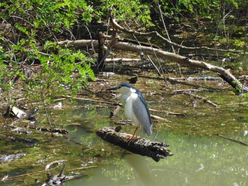 Black-crowned Night Heron