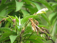 Siphocampylus giganteus