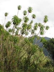 Siphocampylus giganteus