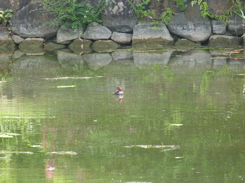 iNaturalist image