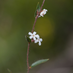 Leucopogon concurvus