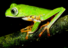 Callimedusa tomopterna