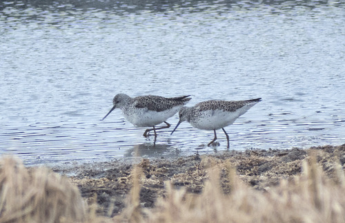iNaturalist image