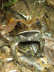 Rhaebo ceratophrys