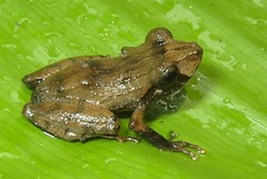 Pristimantis delius