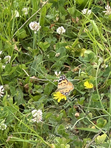 Painted Lady